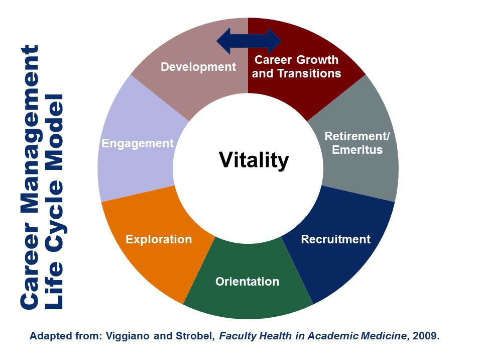 Faculty Life Cycle graphic update April 2015